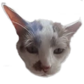 Fatcat's Fatties