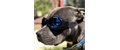 Doggles Esports