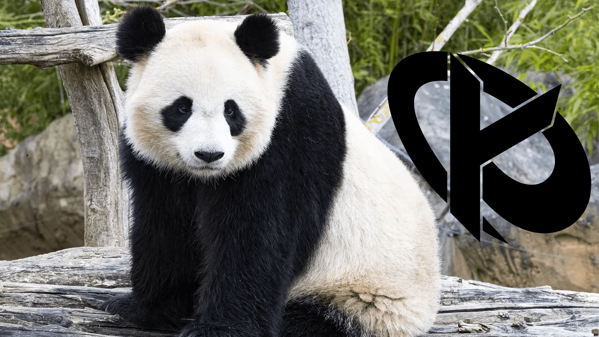 KCBS Panda
